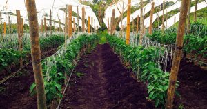 bamboo plant support sticks natures gift to your garden
