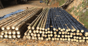 comprehensive guide to treating bamboo a step by step process