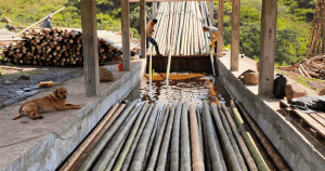 eco friendly preservation of bamboo species traditional to modern techniques
