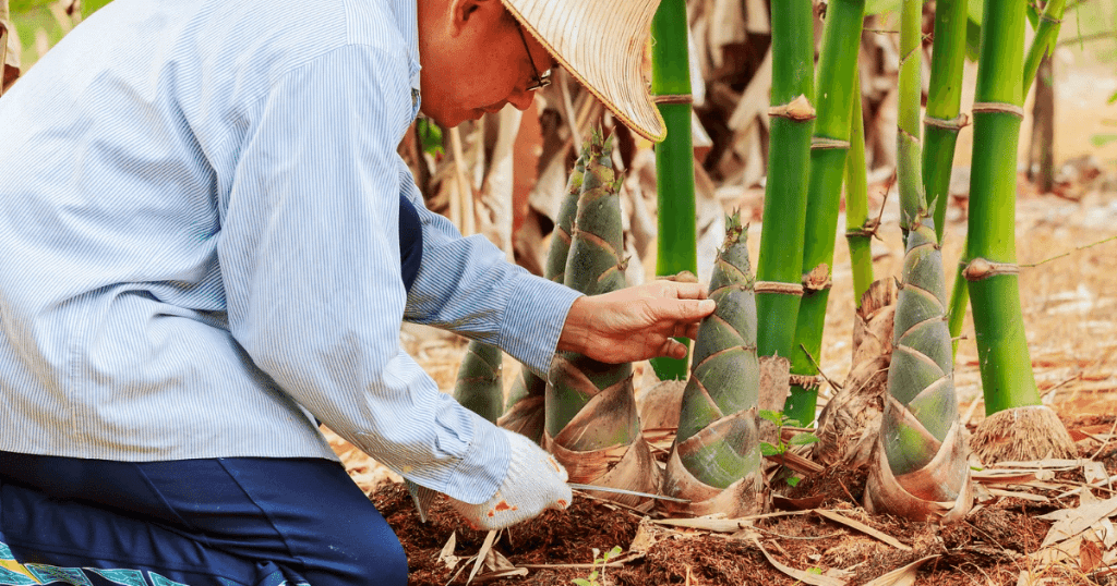 Knowing About Vietnamese Bamboo 2024 2 Vietnamese bamboo