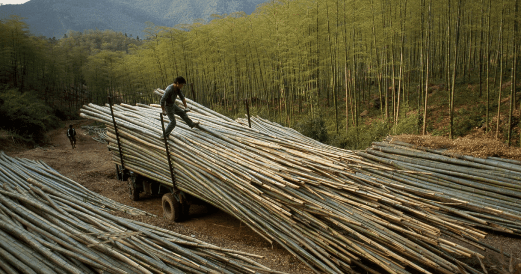 Knowing About Vietnamese Bamboo 2024 1 every thing you should know about vietnamese bamboo