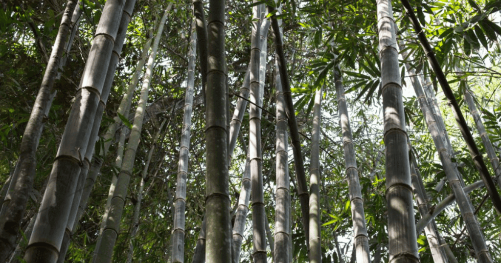 Different Types of Bamboo for Construction 1 exploring different types of bamboo for construction