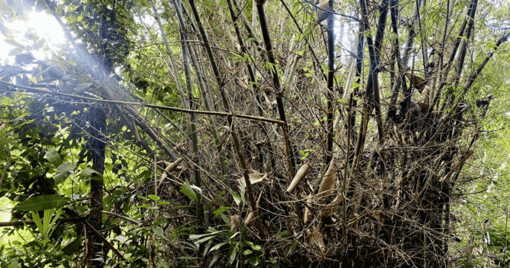 Different Types of Bamboo for Construction 4 types of bamboo
