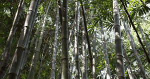 exploring different types of bamboo for construction