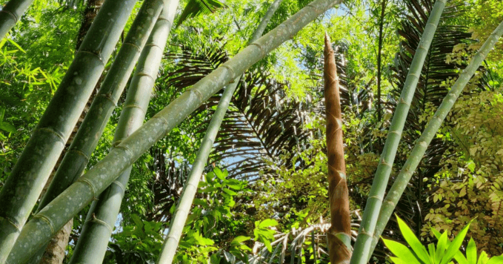 Different Types of Bamboo for Construction 5 types of bamboo