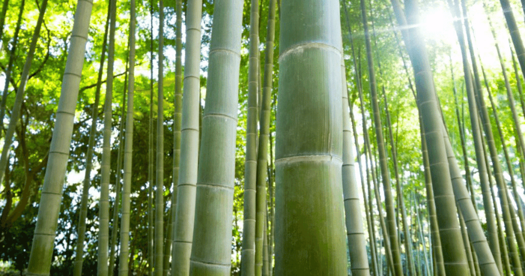Different Types of Bamboo for Construction 6 types of bamboo