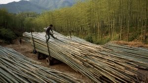 maximizing the durability of bamboo an expert guide