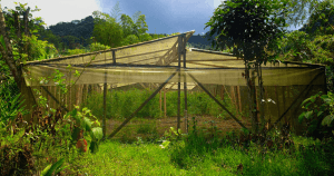 the advantages of bamboo greenhouses