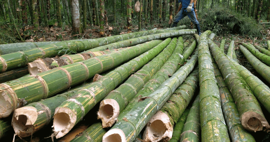 the ultimate guide to finding bamboo supplier and manufacturer in vietnam 5