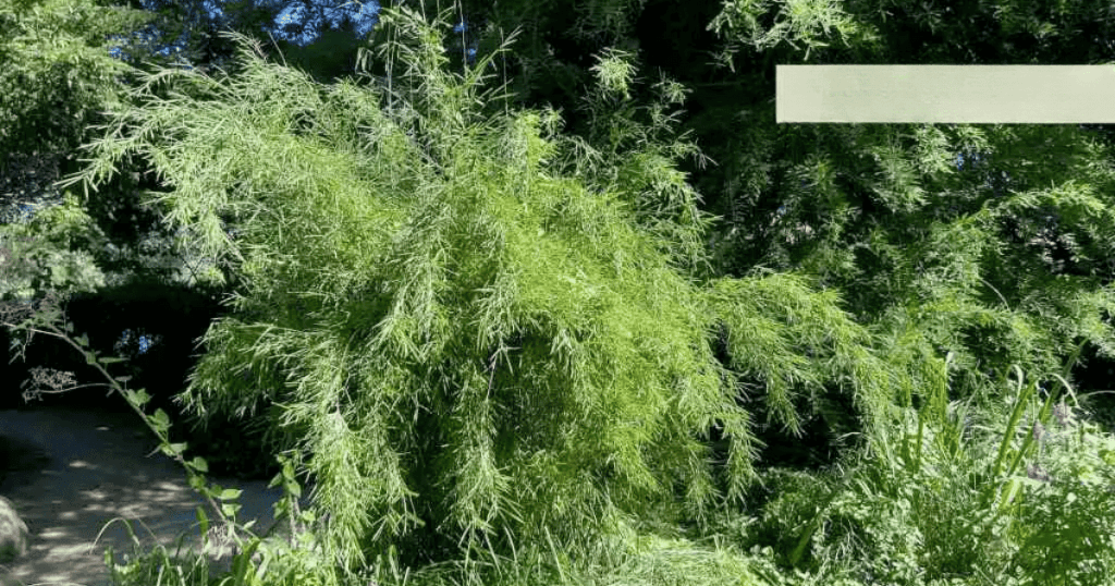 Unraveling the Mystery of Bamboo Species 3 bamboo species