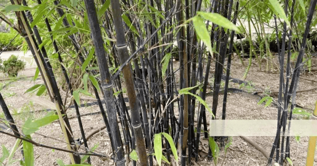 Unraveling the Mystery of Bamboo Species 4 bamboo species