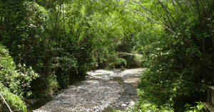 unraveling the mystery of bamboo species