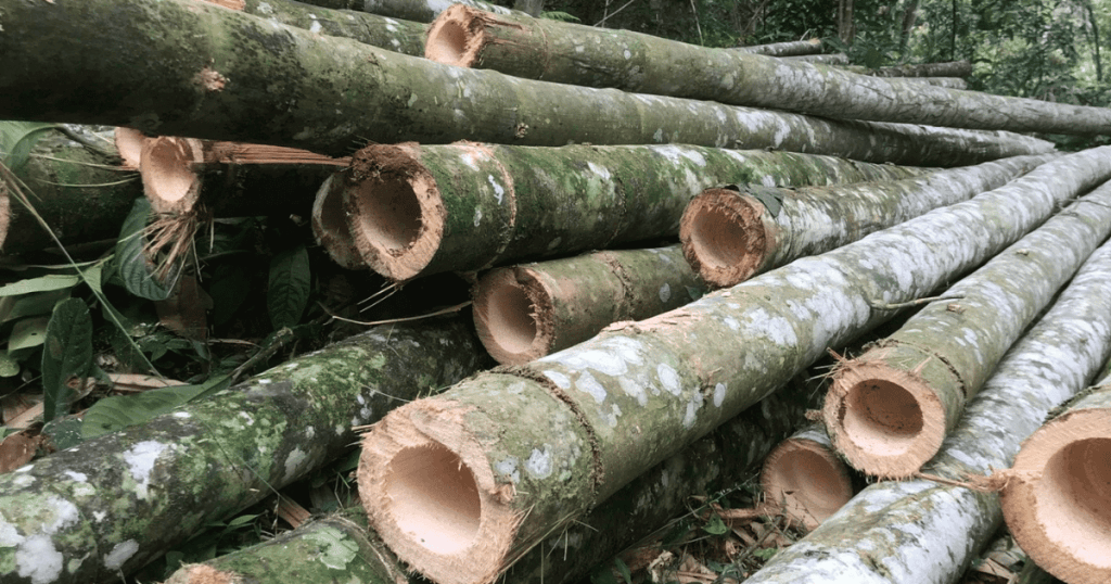 bulk bamboo poles