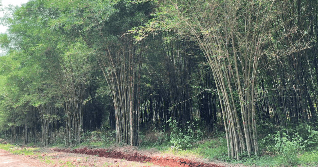 supplying affordable tam vong bamboo poles in large quantities 1