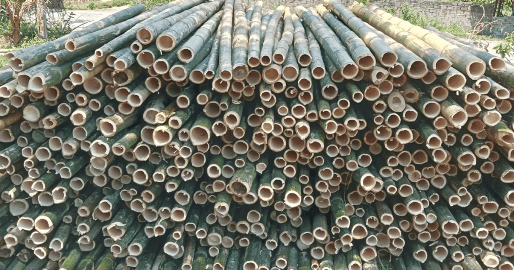 Wholesale Bamboo Poles With Best Price 2024 3 Wholesale Bamboo Poles