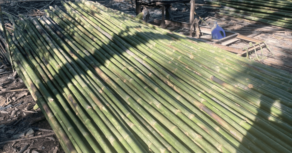 Good Price Bamboo Sticks