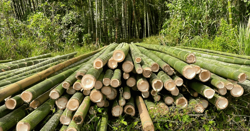 what to consider when buying bamboo