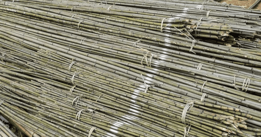Consider When Buying Bamboo