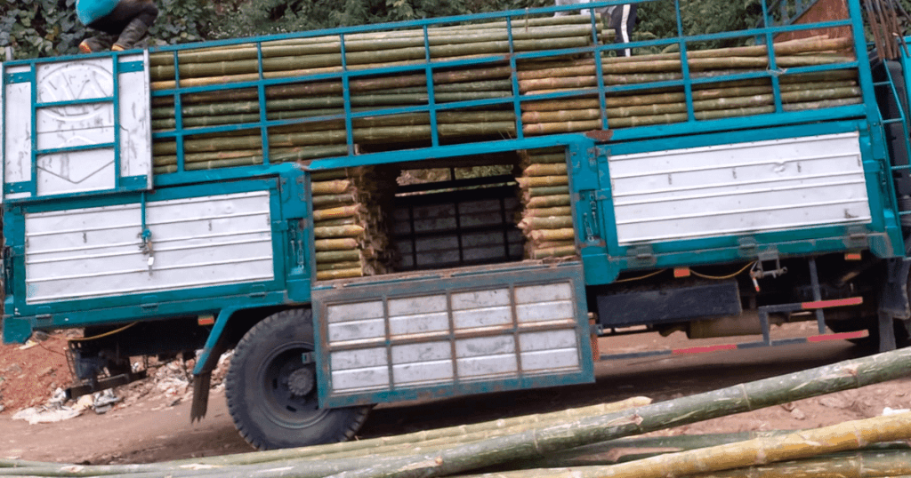 Consider When Buying Bamboo