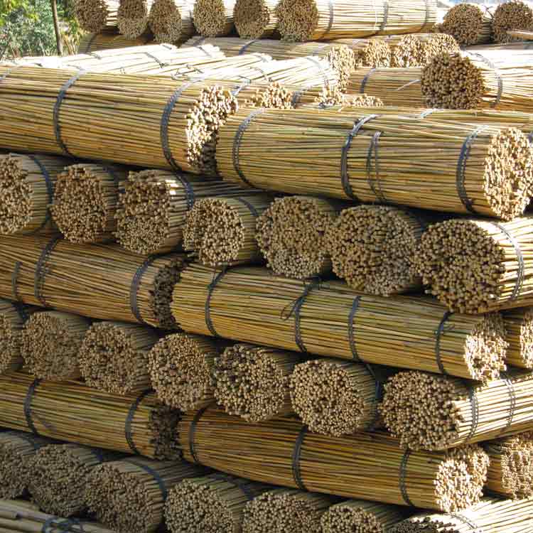 Bamboo Cane for Sale: A Sustainable Solution for Modern Agriculture 4 bamboo cane for sale