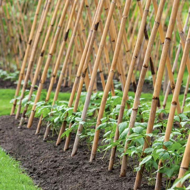 Bamboo Cane for Sale: A Sustainable Solution for Modern Agriculture 5 bamboo cane for sale