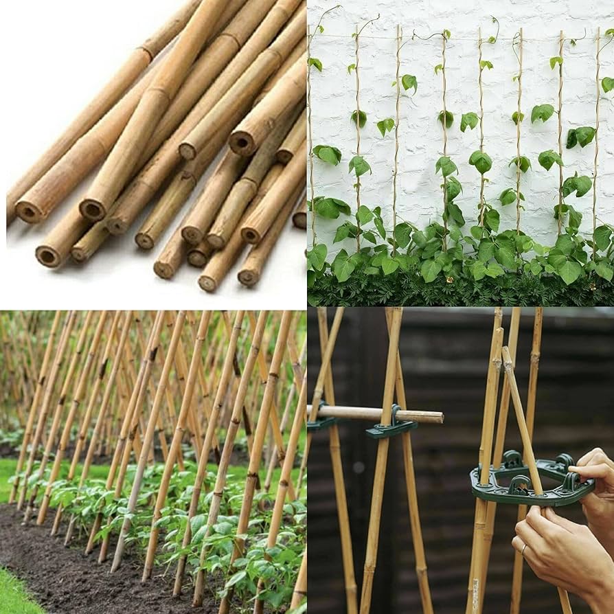 Bamboo Cane for Sale: A Sustainable Solution for Modern Agriculture 6 bamboo cane for sale