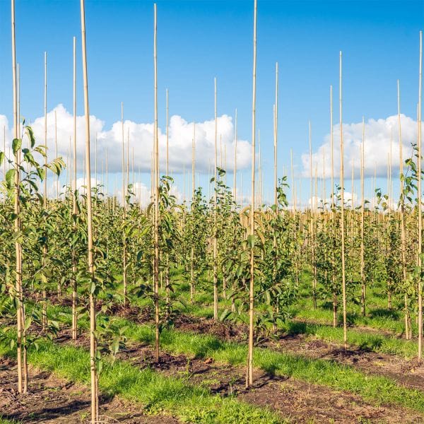 bamboo stakes for sale