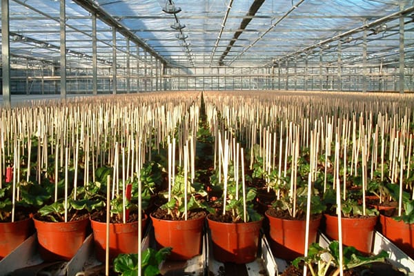 bamboo stick price