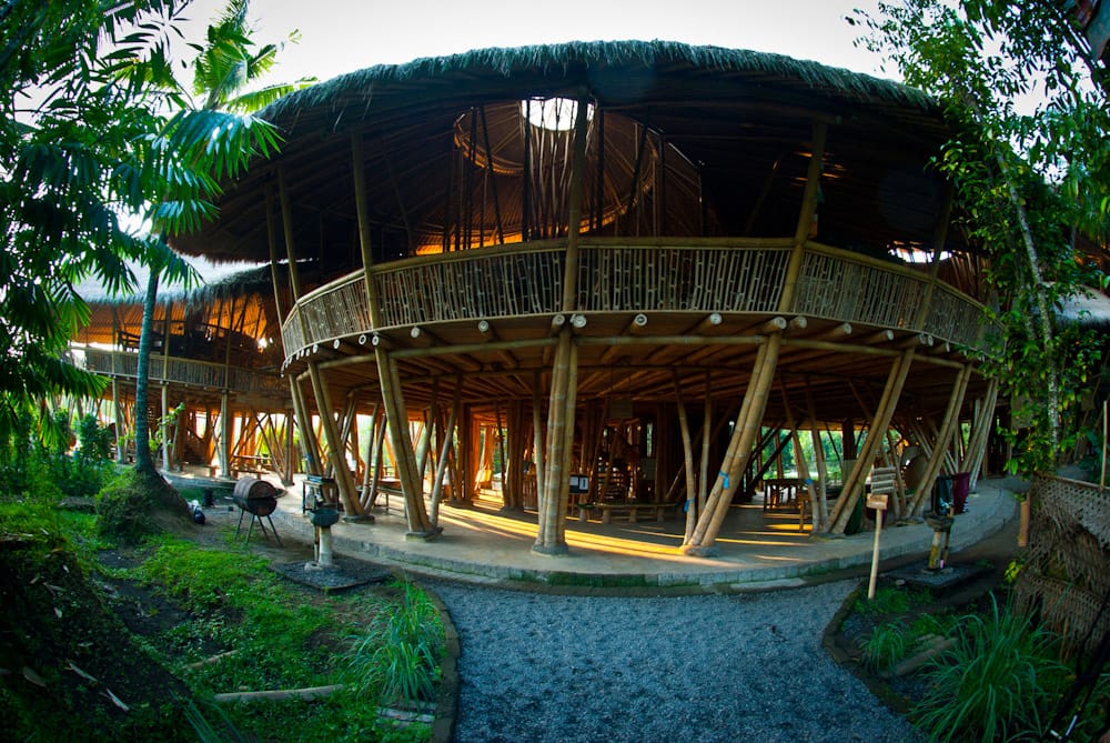 bamboo design 