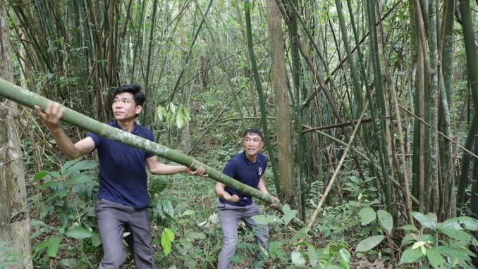 bamboo construction mistakes
