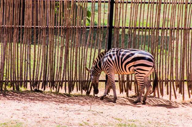 bamboo fence design for zoo