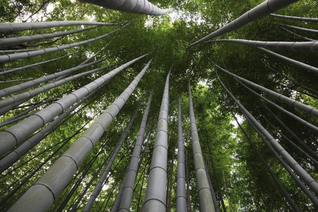 bamboo on-site