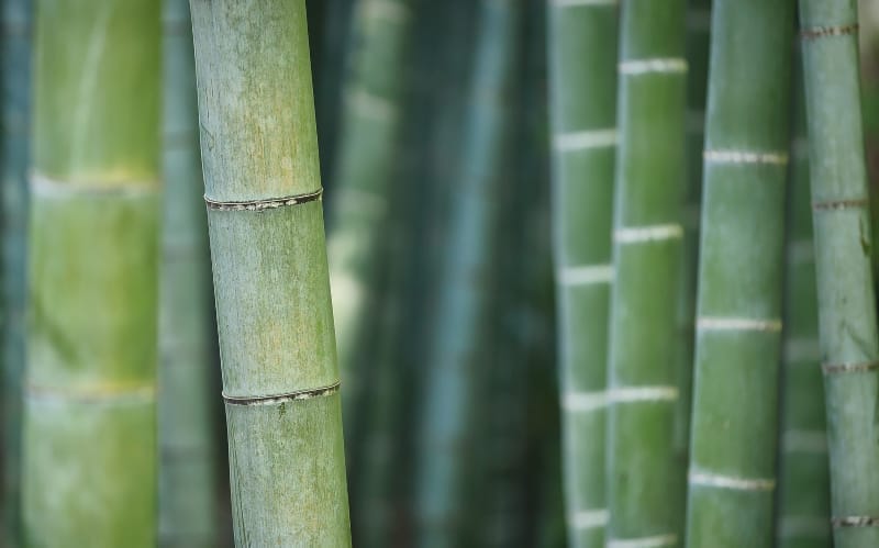 the economic value of bamboo 