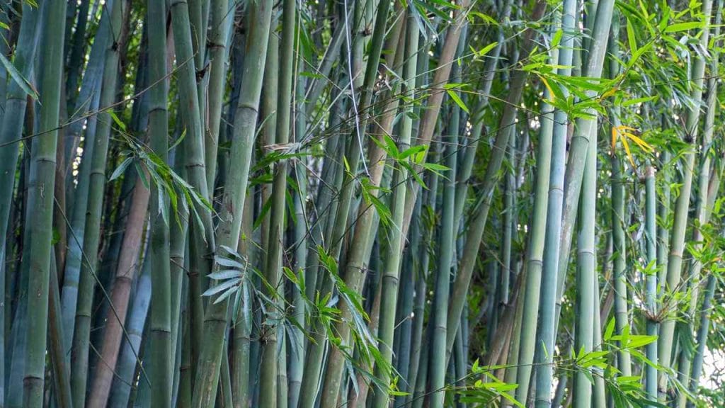 Traditional Building Design: Bamboo for Sustainable Living 2 traditional building design