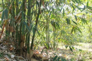 bamboo