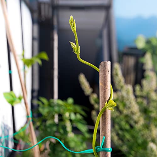 bamboo garden stakes
