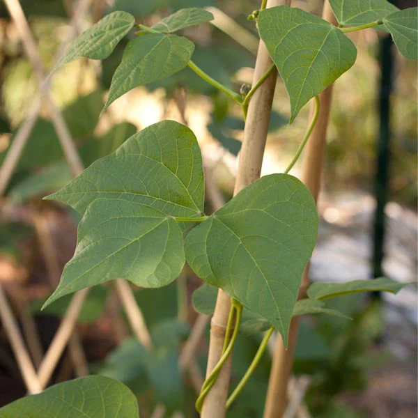 bamboo garden stakes