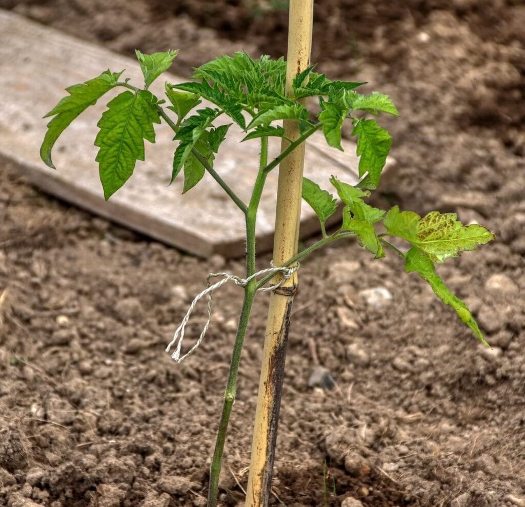 bamboo garden stakes