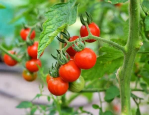 bamboo stakes for tomato plants