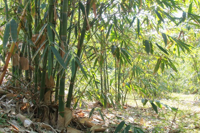 bamboo