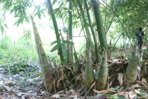 bát độ bamboo
