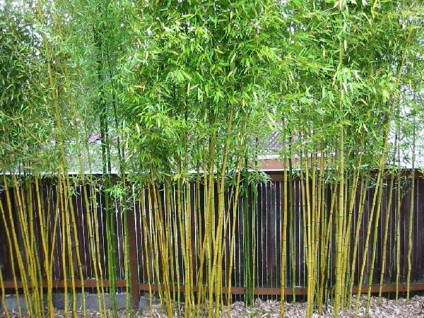 eco-friendly landscaping ideas