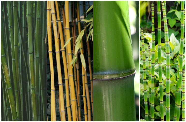 growth and shaping of bamboo