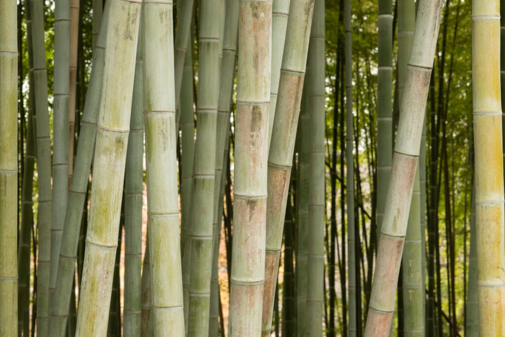 growth and shaping of bamboo