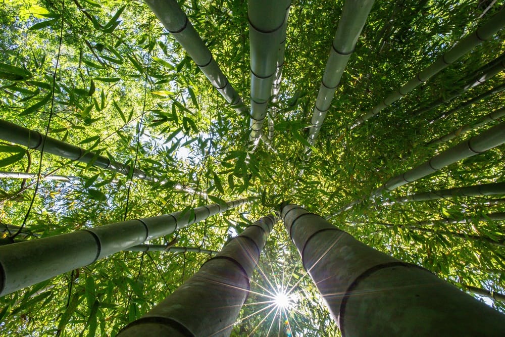 growth and shaping of bamboo