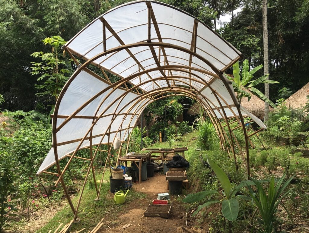growth and shaping of bamboo