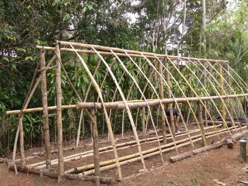 growth and shaping of bamboo