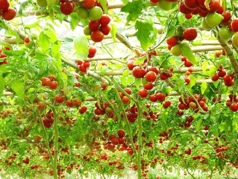 Prepare garden for spring