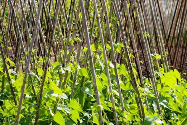 Prepare garden for spring