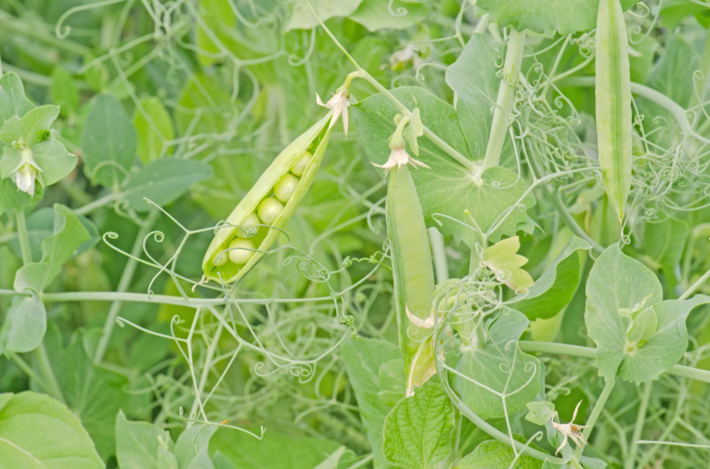 Prepare garden for spring